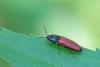 Ampedus sp.